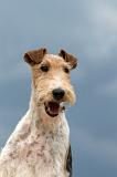 FOX TERRIER 643